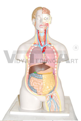 85CM sexless torso 20 parts